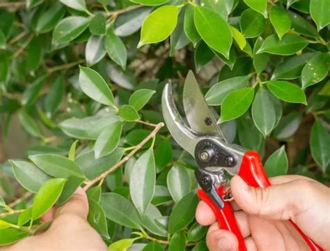 how to prune ficus benjamina