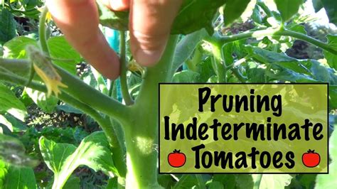 how to prune indeterminate tomatoes