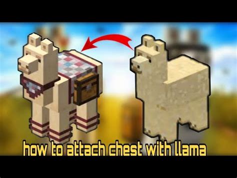 how to put chest on llama