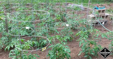 how to put in tomato cage