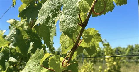 how to reduce alcohol content in wine