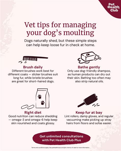 how to reduce moulting in dogs