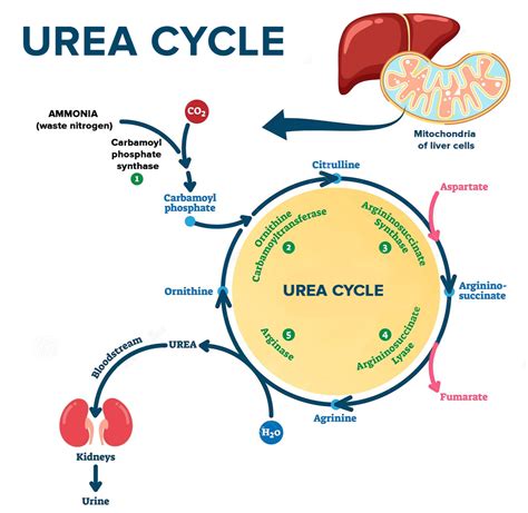 how to reduce urea in human body