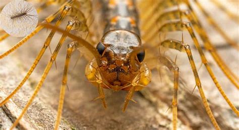 how to remove centipedes in house