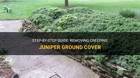 how to remove juniper ground cover