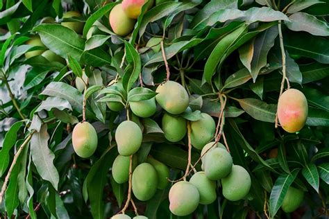 how to romantically hug a mango plants