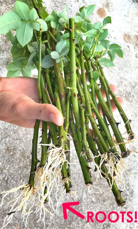 how to root a rose bush branch