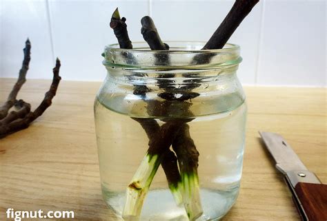 how to root fig cuttings in water