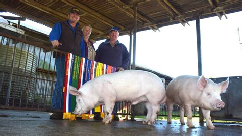How To Run A Piggery Business In The Philippines