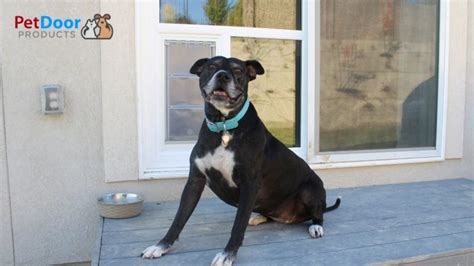 how to secure a dog door from intruders