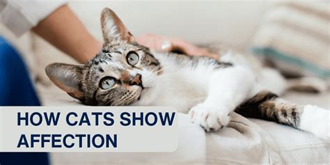 how to show affection to a cat