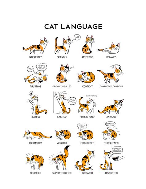 How To Speak Cat