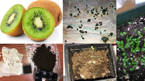how to sprout kiwi seeds
