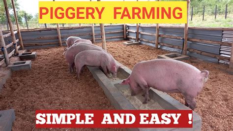 How To Start Pig Farming And Pork Processing Business