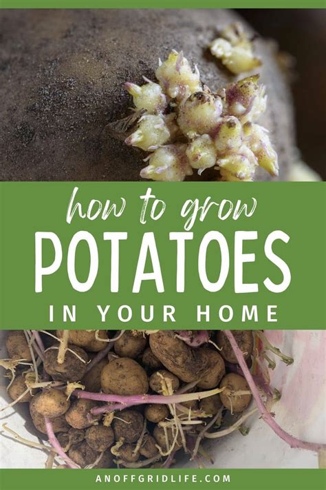 how to start potatoes indoors