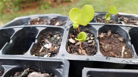 how to start redbud tree from seed
