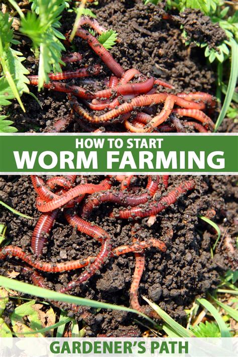 how to start vermiculture