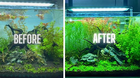how to stop algae growth in aquarium