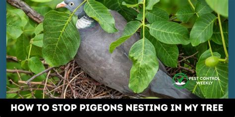 how to stop pigeons nesting in tree