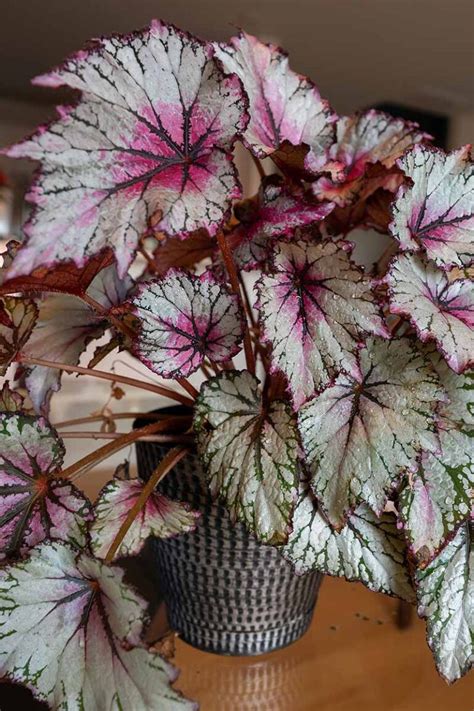 how to take care of rex begonia