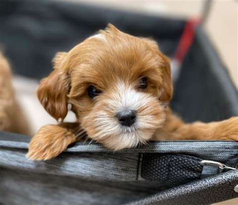 how to take puppy in flight