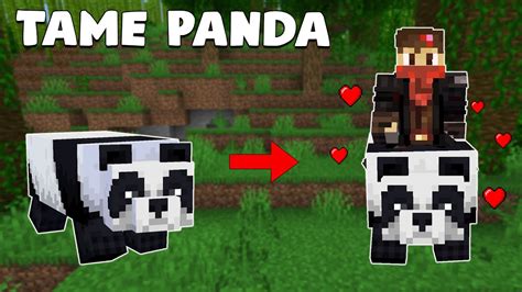 how to tame panda in minecraft