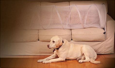 how to teach dog to stay off furniture