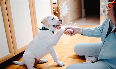 how to teach my dog to shake hands
