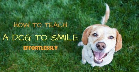 how to teach my dog to smile