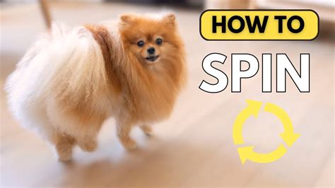 how to teach my dog to spin back