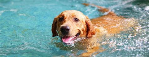 how to teach my dog to swim around