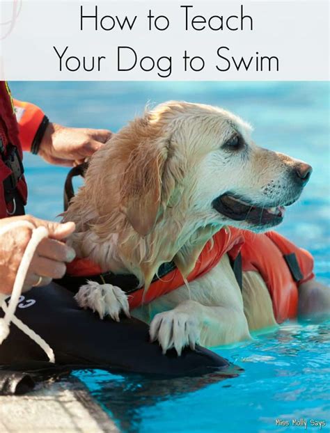 how to teach my dog to swim around