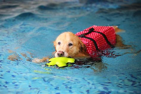 how to teach my dog to swim