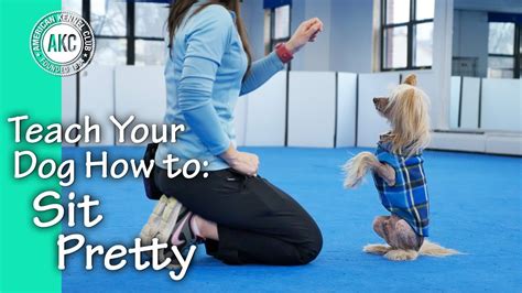 how to teach your dog to sit pretty