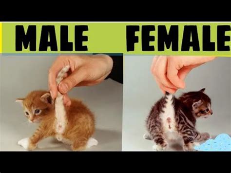 how to tell a baby kittens gender