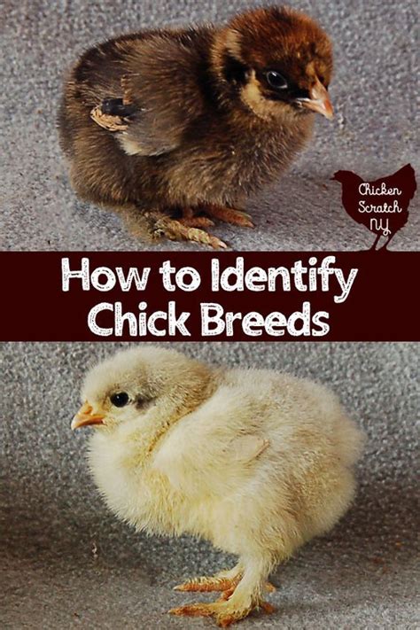 how to tell baby chick breeds apart