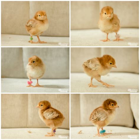 how to tell baby chicks apart