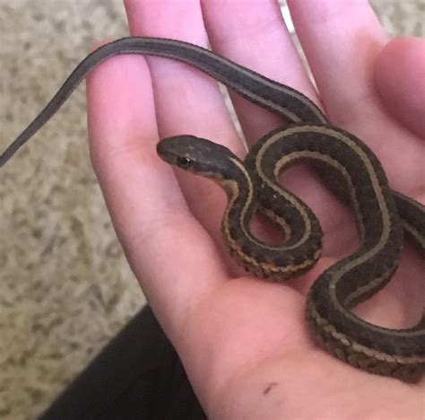how to tell if a baby garter snake is a boy or girl