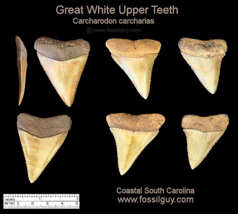 how to tell if a shark tooth is real