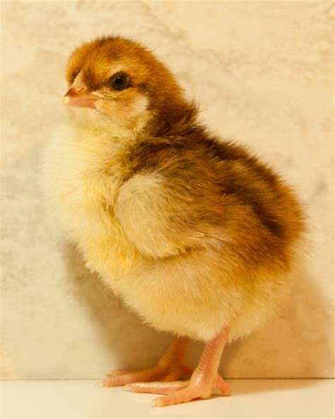 how to tell speckled.sussex baby chicks apart