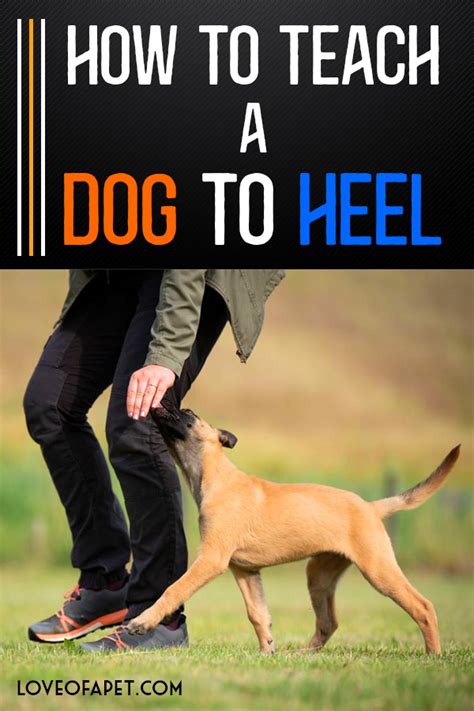 how to train a dog to heel fast