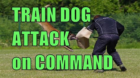 how to train a dog to kill