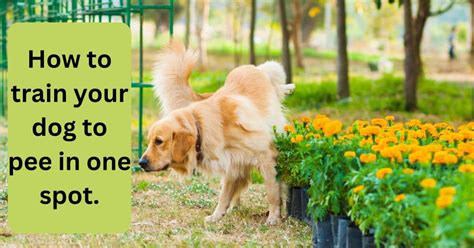 how to train dog pee in house