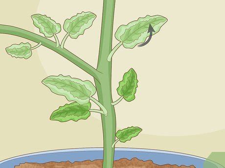 how to treat tomato leaf curl