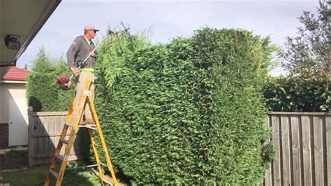 how to trim a cedar hedge straight