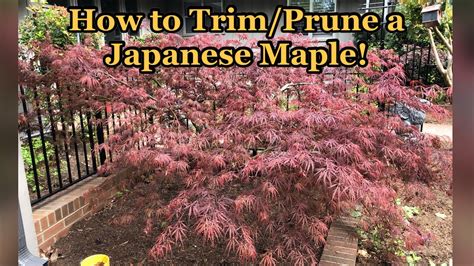 how to trim a japanese maple bush
