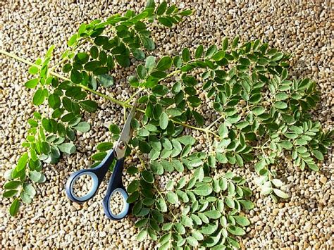 how to trim moringa tree