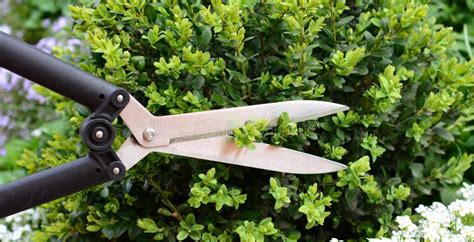 how to trim shrubs in spring