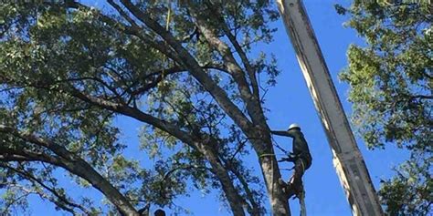 how to trim trees in winter