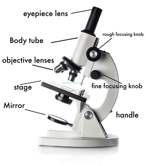 How To Use A Microscope Free Pdf Download Microscope Activity Worksheet - Microscope Activity Worksheet